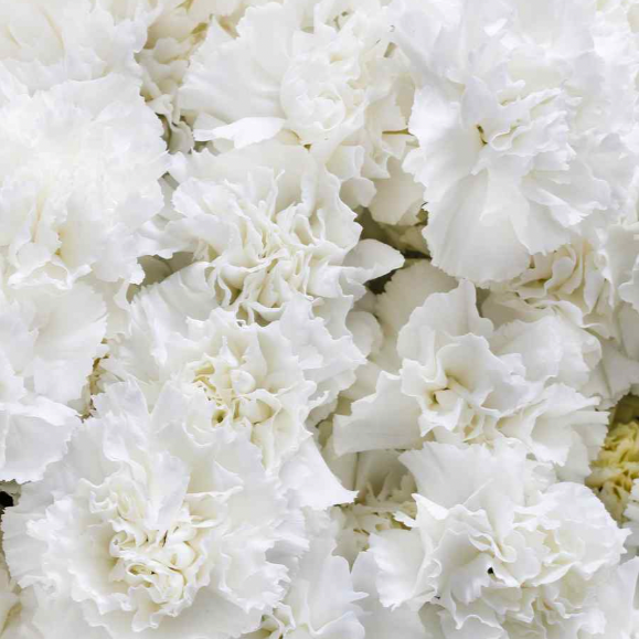 Carnation