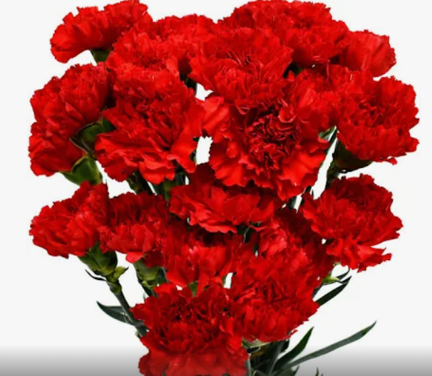 Carnation