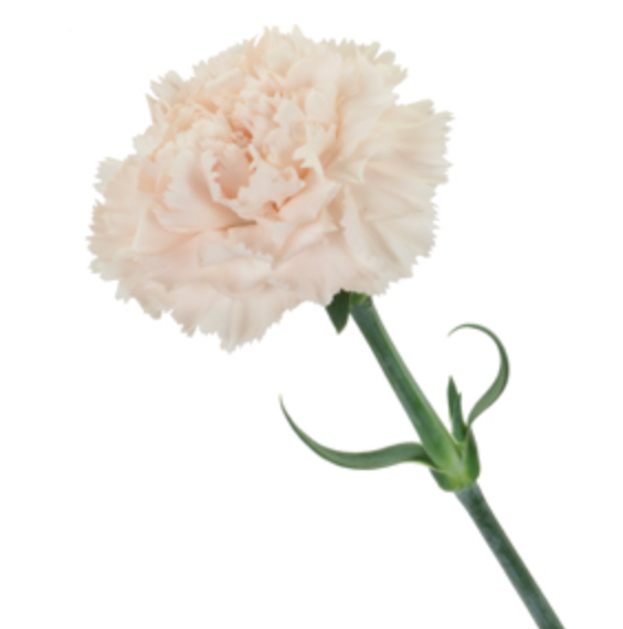 Carnation