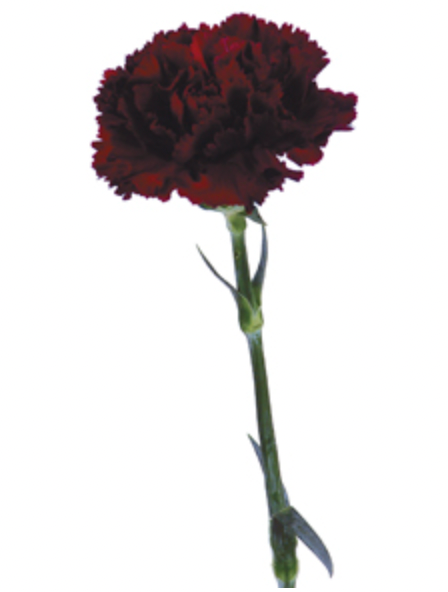 Carnation