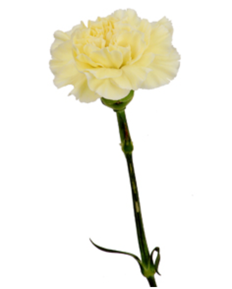 Carnation