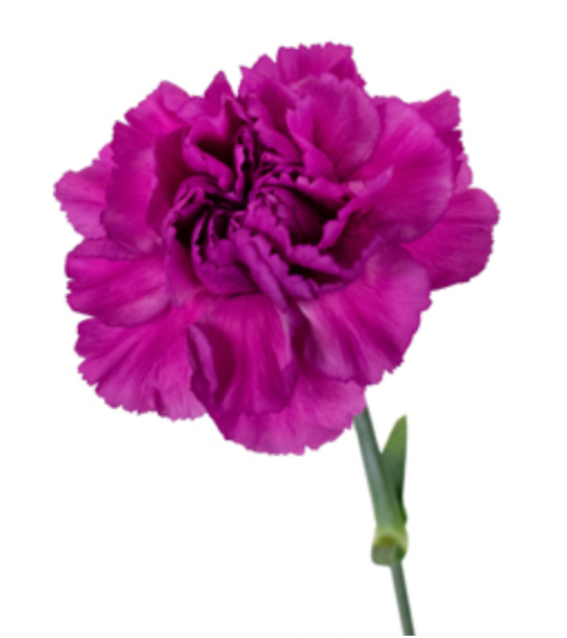Carnation