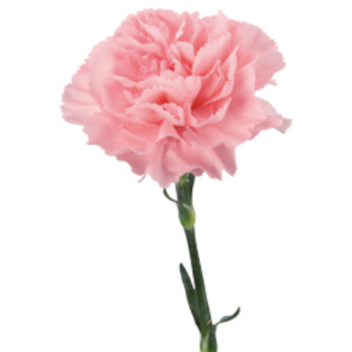 Carnation