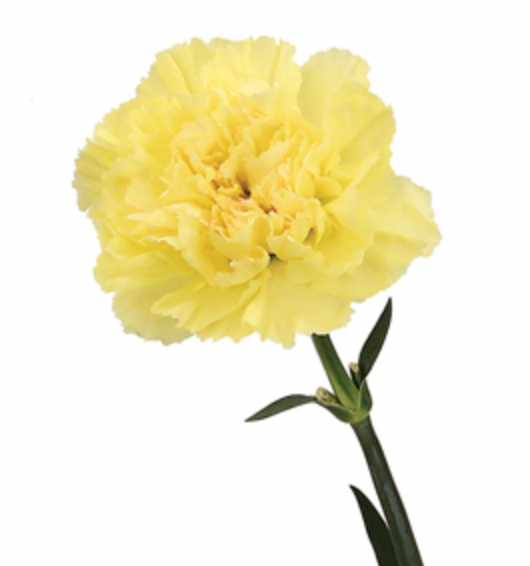 Carnation