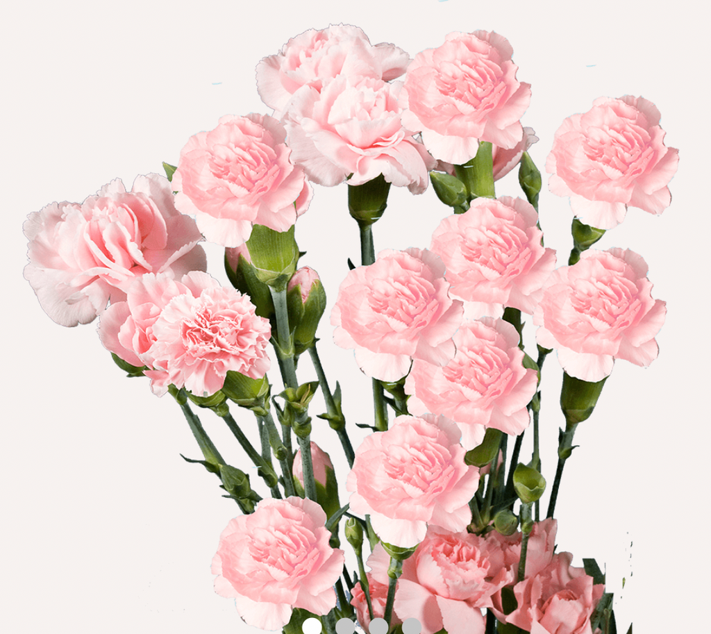 Carnation Mini