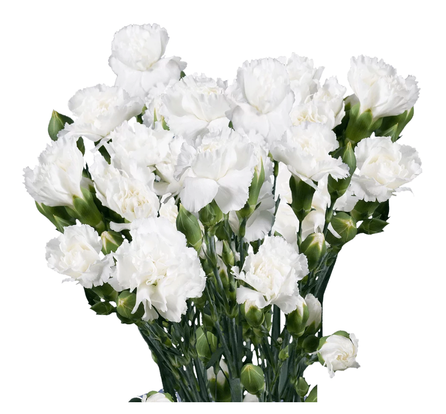 Carnation Mini