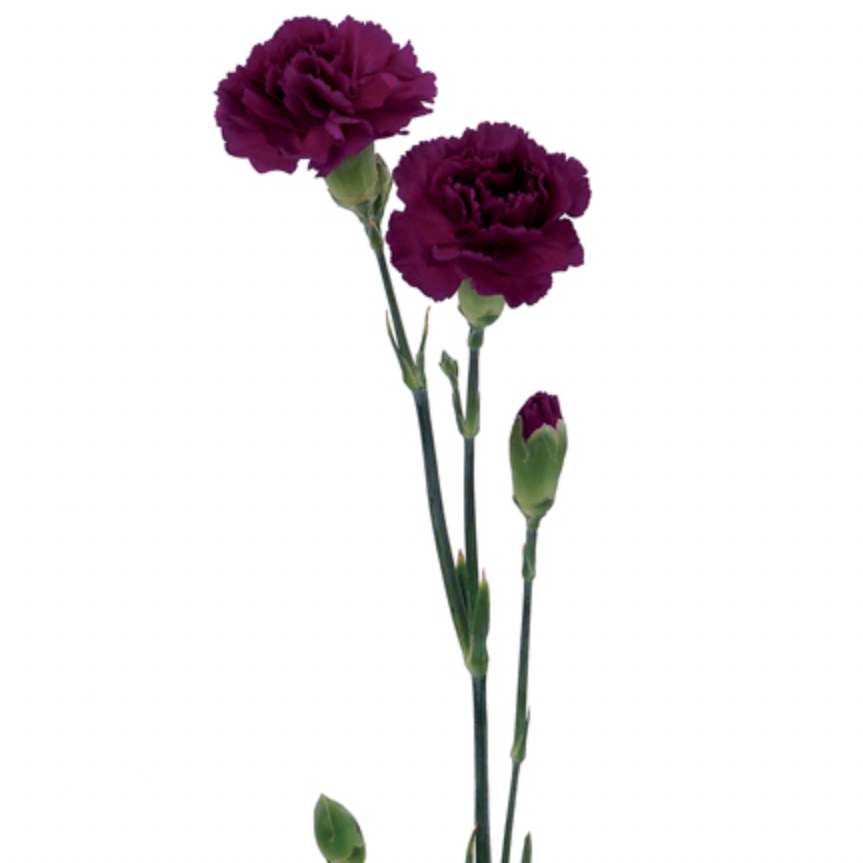 Carnation Mini