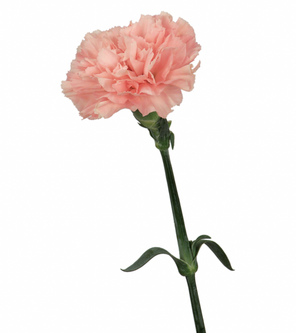 Carnation