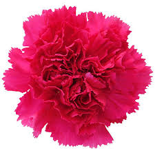 Carnation