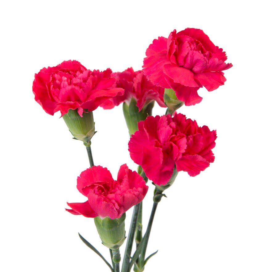 Carnation Mini