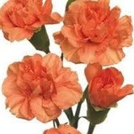 Carnation Mini