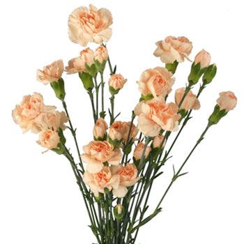 Carnation Mini