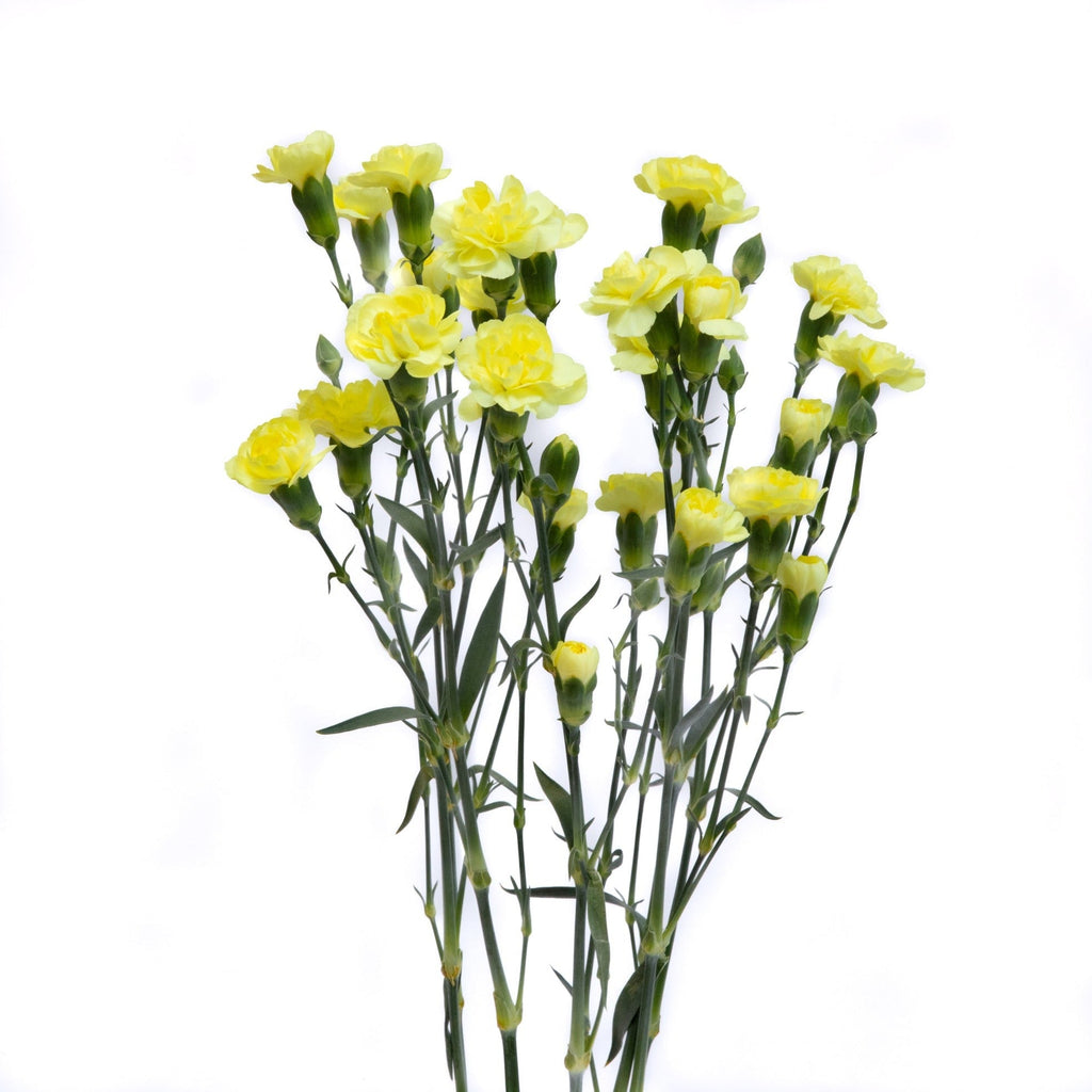 Carnation Mini